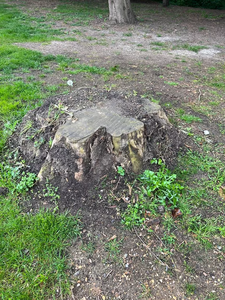 Tree Roots That Have Caused Subsidence